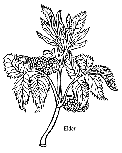 [Elder]