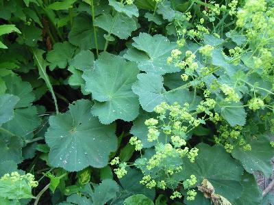 [Lady's Mantle]