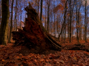 Helheim forest