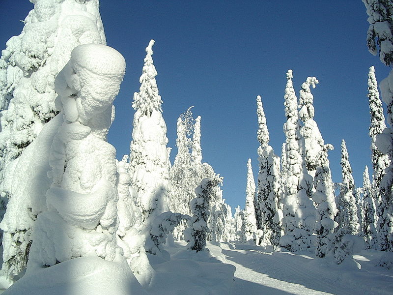 snowtrees