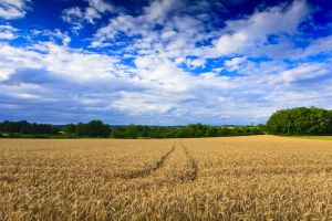 wheatfield