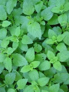 [Lemon Balm]