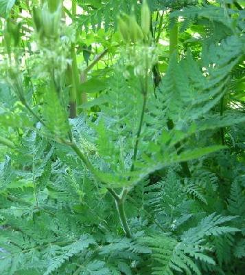 [Sweet Cicely]